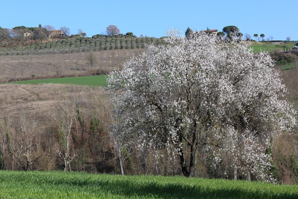 Fattoria Di Rigone Coltavolino Exterior foto